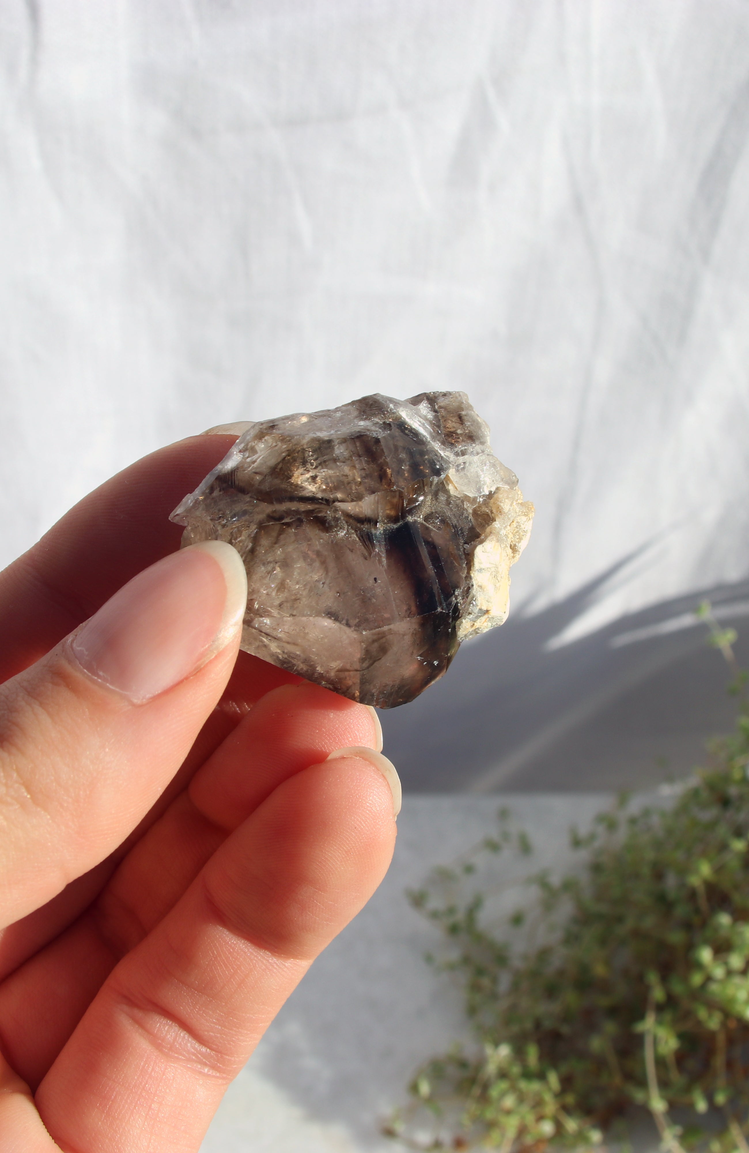 Morello Smoky Cluster